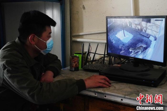 圖為雪豹“奶爸”史壽軍通過監(jiān)控察看雪豹情況?！●R銘言 攝