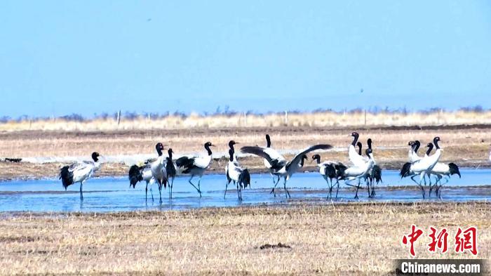 圖為成群的黑頸鶴“翩翩起舞”。　當(dāng)智 攝