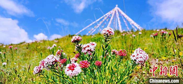 圖為草原一角?！?韓麗 　攝