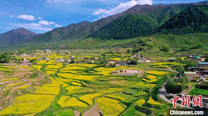 圖為加吾鄉(xiāng)的油菜花?！￡P(guān)卻才讓 攝