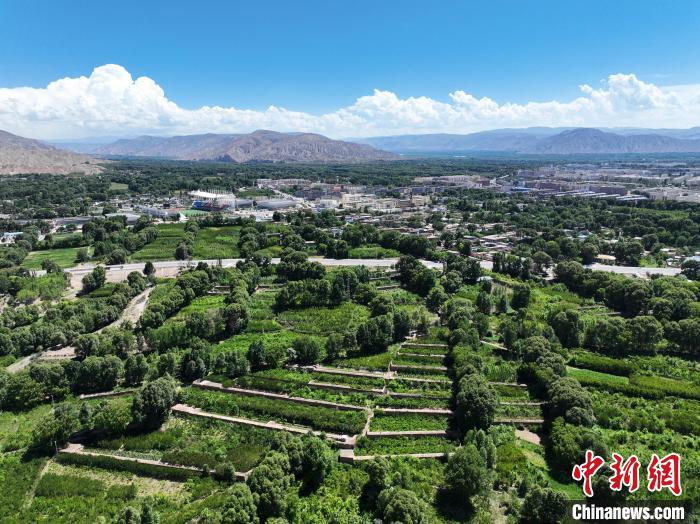 航拍貴德縣黃河岸畔綠意盎然?！●R銘言 攝