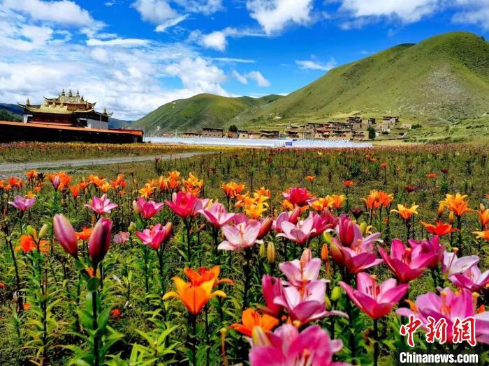 近百畝百合花競(jìng)相開放，景色誘人?！∪捞量h委宣傳部供圖