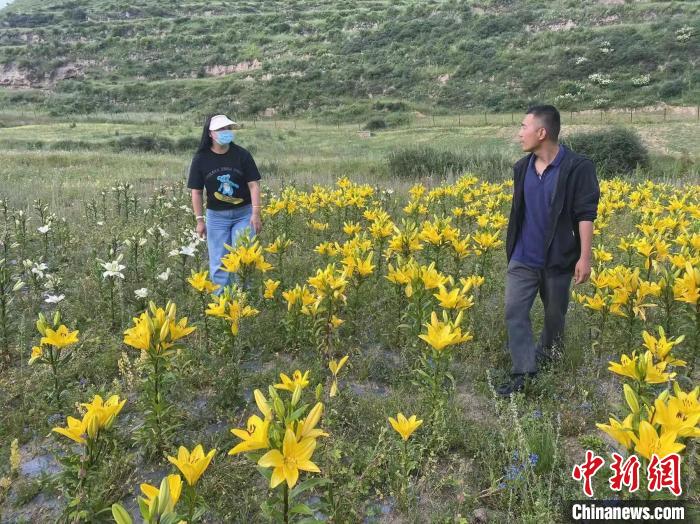 村民采摘百合花?！∪捞量h委宣傳部供圖