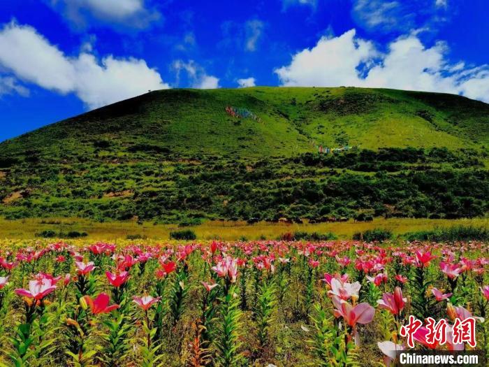 近百畝百合花競(jìng)相開放，景色誘人?！∪捞量h委宣傳部供圖