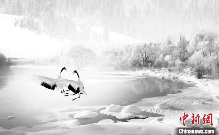 圖為焦生福的作品《鶴嬉雪林》?！∏嗪Ｊ∑钸B山自然保護(hù)協(xié)會供圖