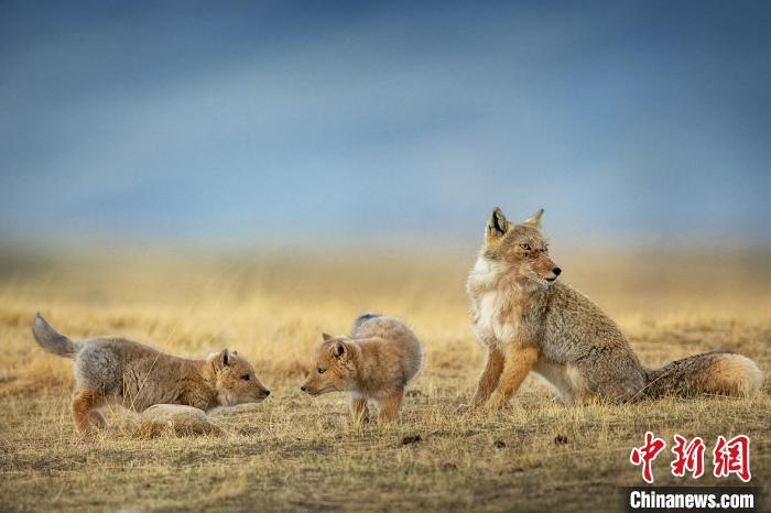 圖為焦生福的作品《居安思?！??！∏嗪Ｊ∑钸B山自然保護(hù)協(xié)會供圖