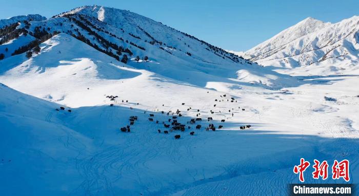 圖為牦牛群在雪地里覓食?！《继m縣融媒體中心供圖