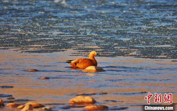 圖為赤麻鴨自在游曳。　白日丁布江才 攝
