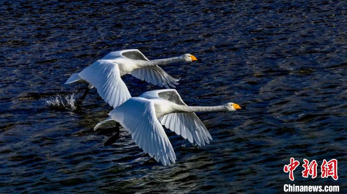 圖為兩只大天鵝。　嚴(yán)桉 攝