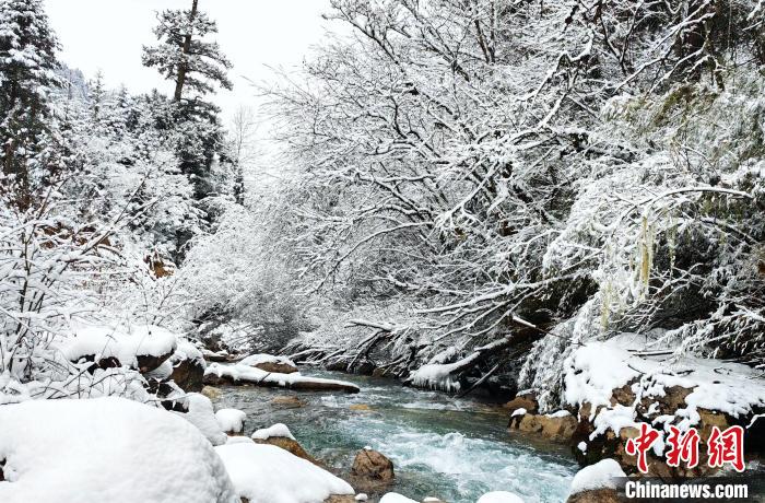 大熊貓國家公園王朗片區(qū)春雪如畫，宛若仙境?！×_春平 攝