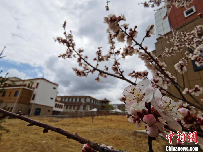青海：初春遇降雪，百里不同“風(fēng)”