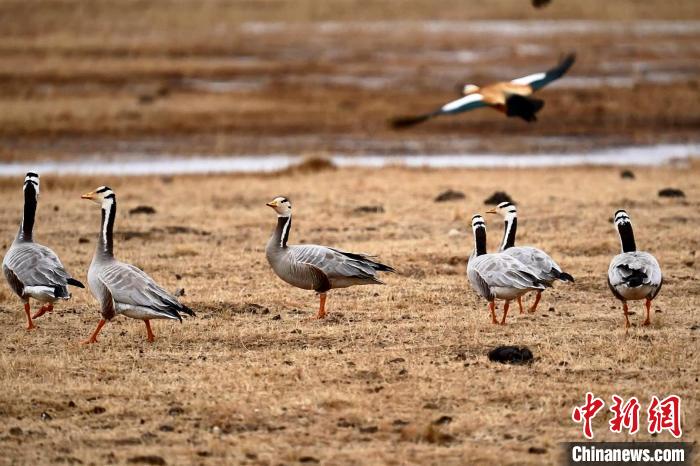 圖為成群的斑頭雁?！“?攝