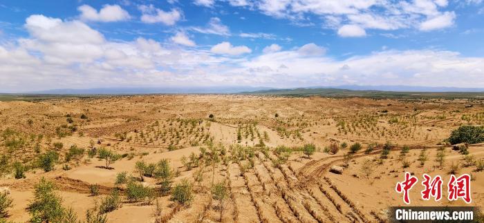 資料圖為貴南縣黃沙頭的防沙治沙草方格?！∑钤鲚?攝