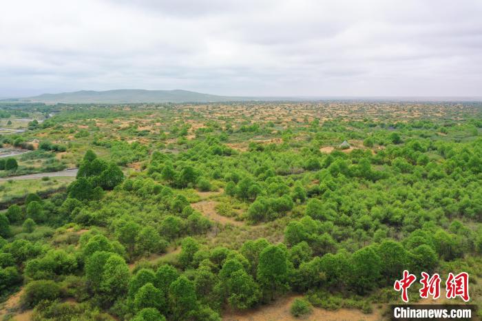 資料圖為航拍黃沙頭防沙治沙區(qū)植被?！∑钤鲚?攝