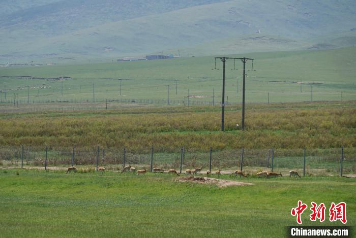 圖為成群普氏原羚在草場(chǎng)上愜意覓食，悠閑自在?！●R銘言 攝