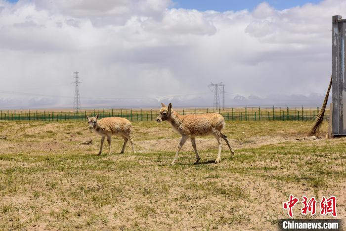 圖為可可西里國(guó)家級(jí)自然保護(hù)區(qū)內(nèi)的藏羚羊。　張虎魁 攝