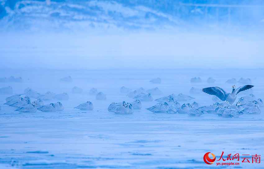 斑頭雁。李志剛攝