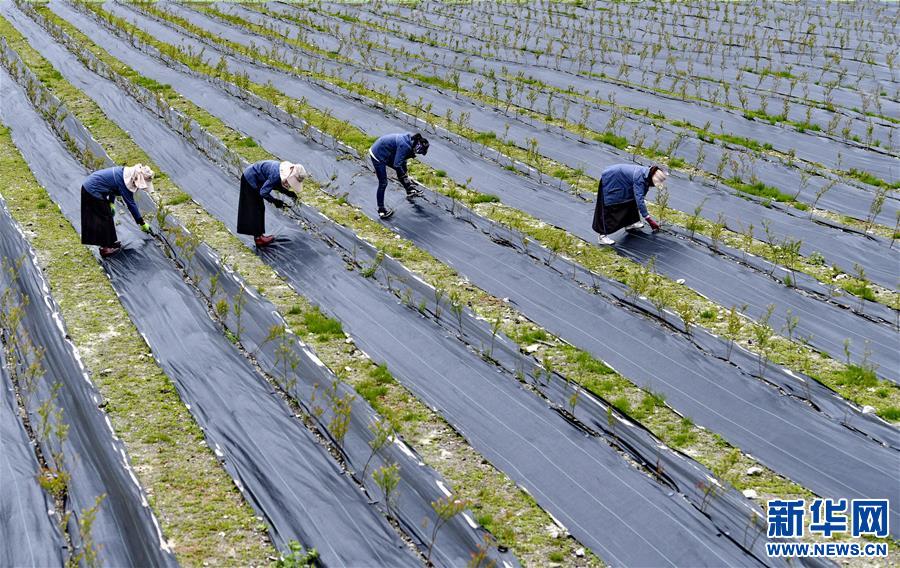 (社會)(1)高原藍(lán)莓栽種忙