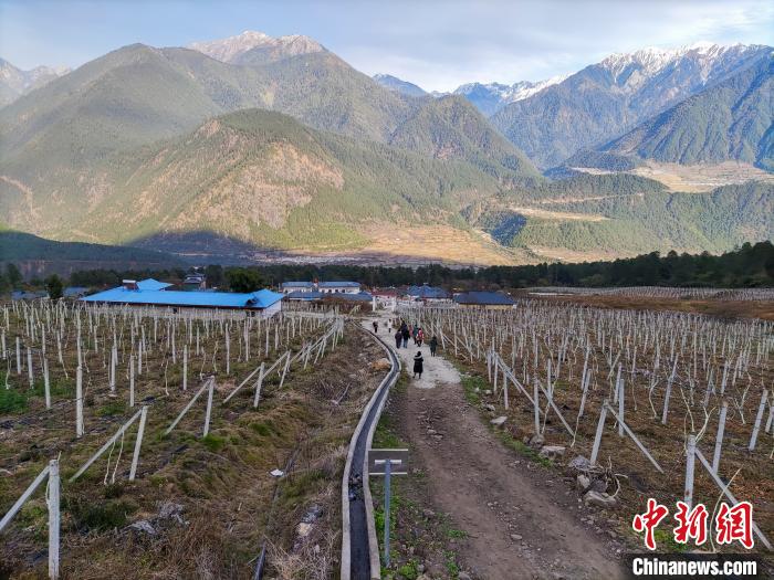 西藏林芝下察隅鎮(zhèn)的獼猴桃種植園?！〗w波 攝