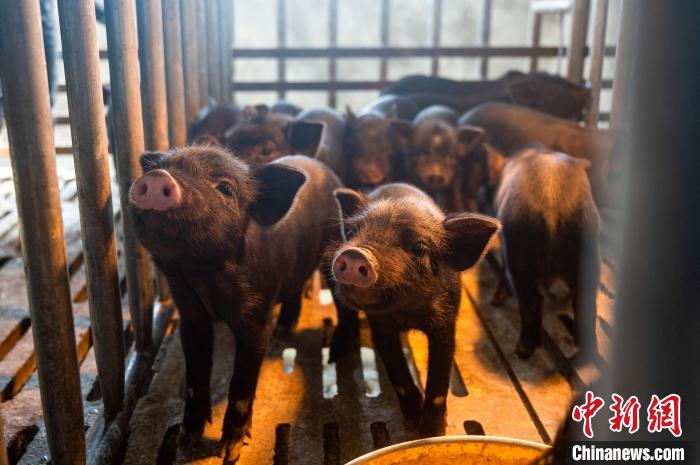 西藏林芝藏豬產(chǎn)業(yè)走上標(biāo)準(zhǔn)化、產(chǎn)業(yè)化之路