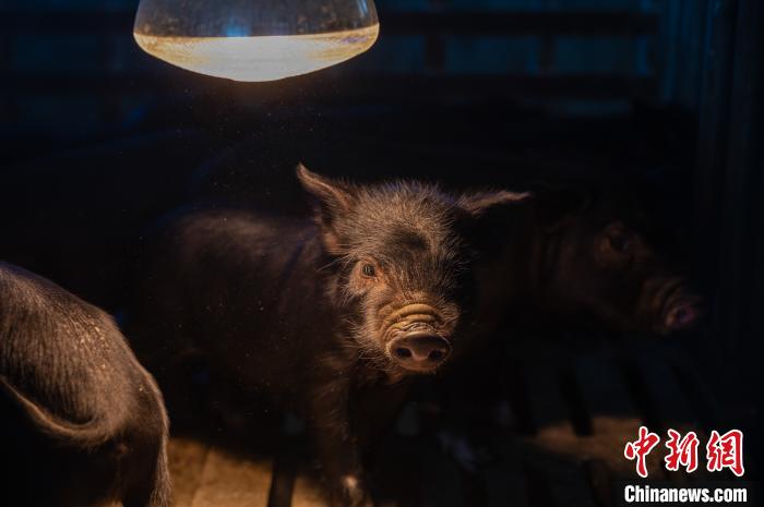 圖為藏豬被稱為“高原之珍”，以口感佳、營養(yǎng)價值高而聞名?！『闻罾?攝