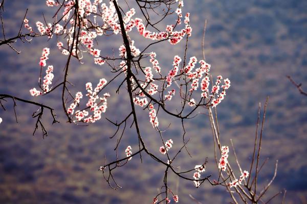 世外桃源！一組圖告訴你，西藏林芝桃花能有多美