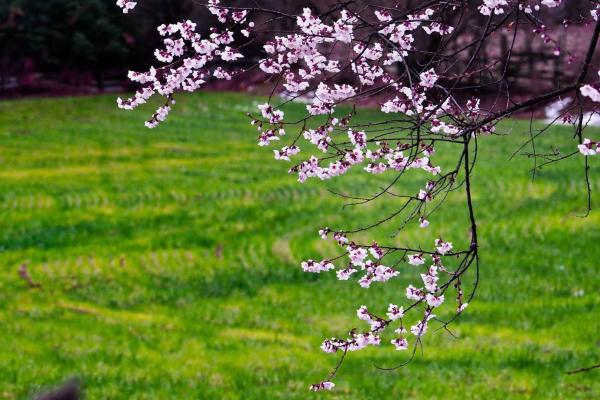 世外桃源！一組圖告訴你，西藏林芝桃花能有多美