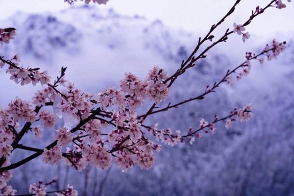世外桃源！一組圖告訴你，西藏林芝桃花能有多美