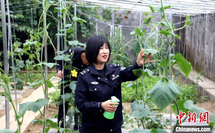 圖為李冬雪在溫室大棚里勞作。　西藏出入境邊防檢查總站供圖