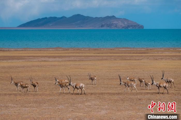 圖為西藏第一大湖色林錯(cuò)湖畔的藏羚羊群休閑覓食。　江飛波 攝