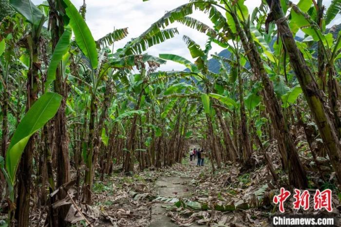 墨脫公路沿線的芭蕉林。