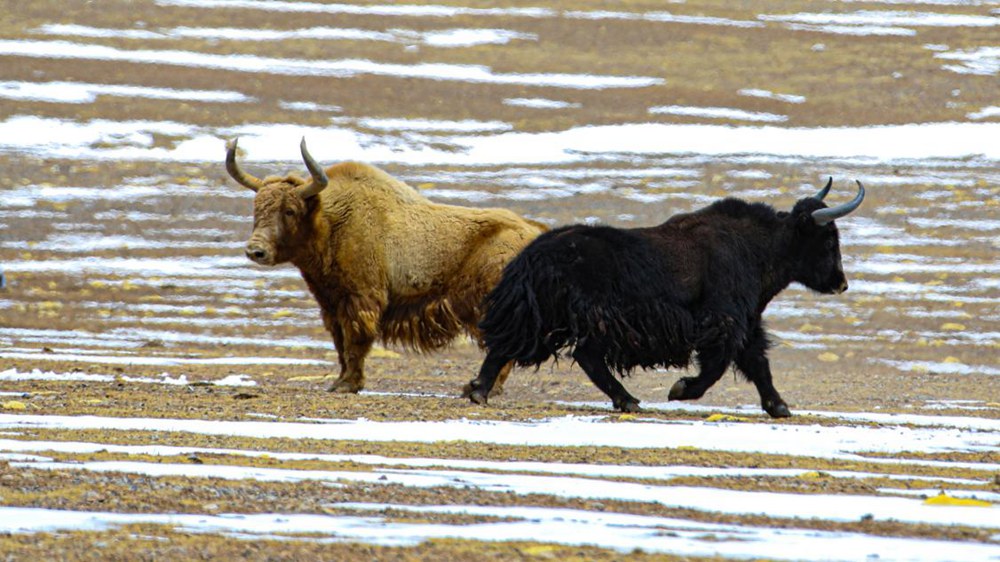 野牦牛。金阿次仁攝