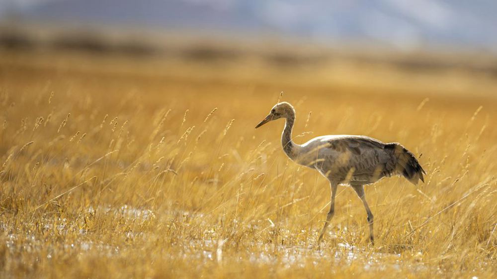 黑頸鶴幼鳥。金阿次仁攝