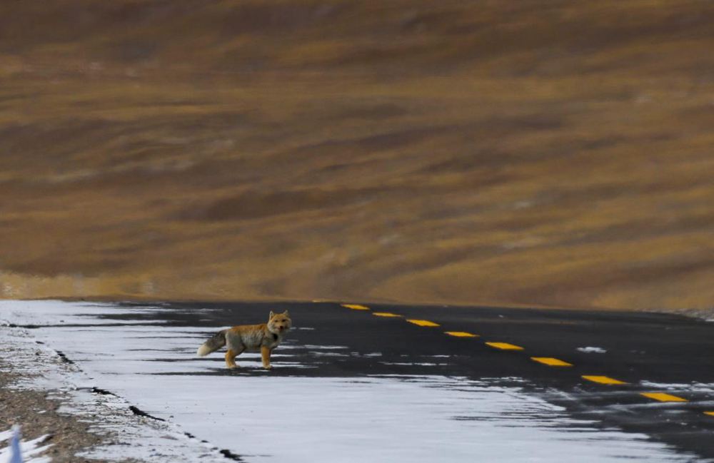 藏狐。金阿次仁攝