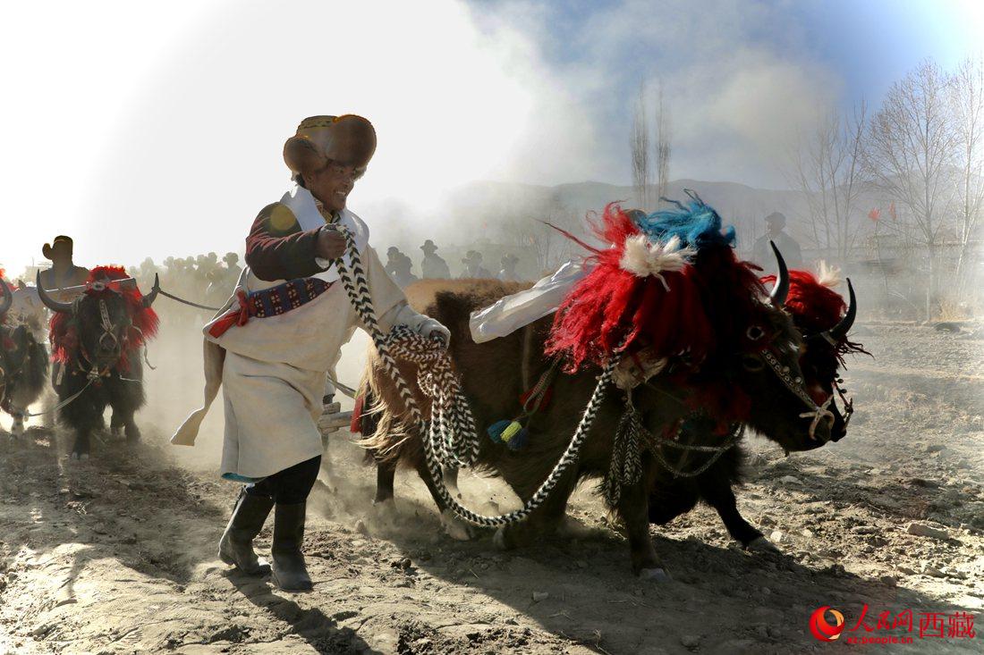 山南市扎囊縣扎其鄉(xiāng)孟卡榮村迎來(lái)春耕第一犁。人民網(wǎng) 次仁羅布攝