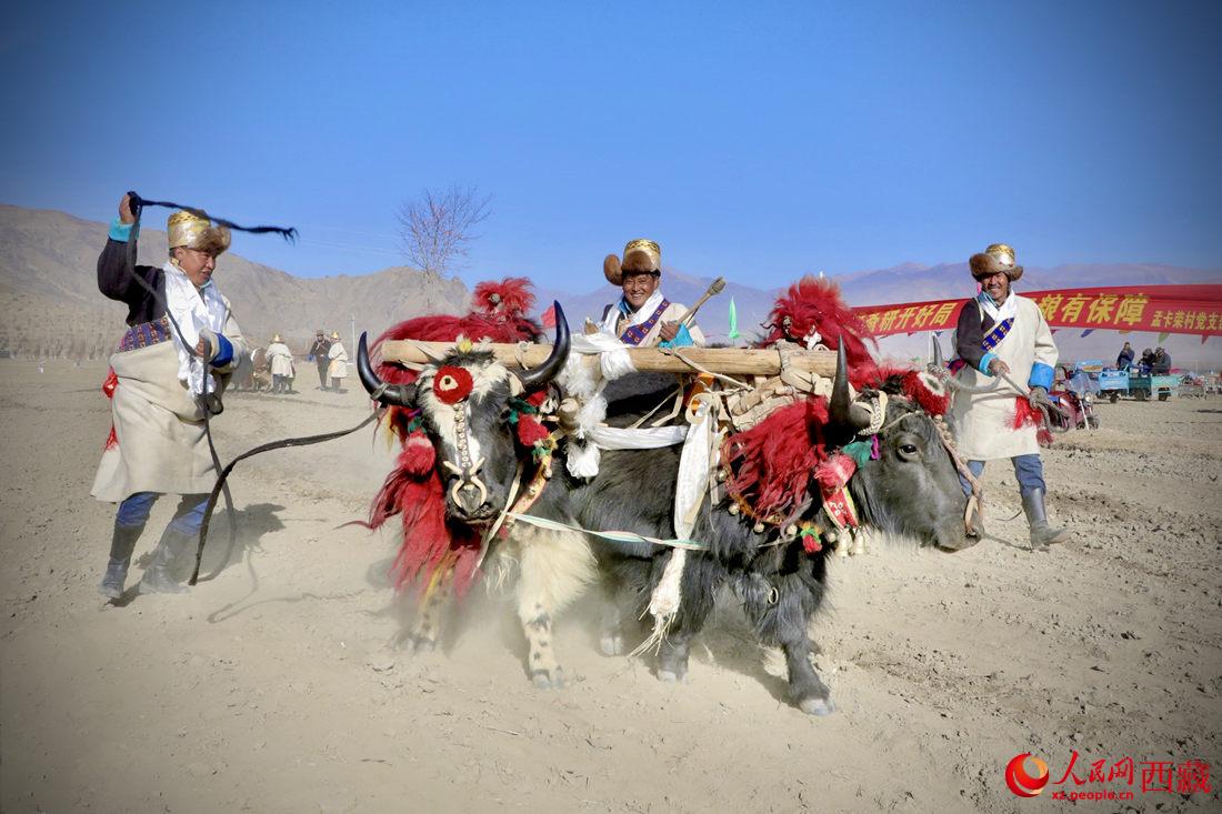 在過(guò)去漫長(zhǎng)的歲月里，牦牛是農(nóng)耕的主力，“二牛抬杠”代表了一個(gè)時(shí)代。人民網(wǎng) 次仁羅布攝