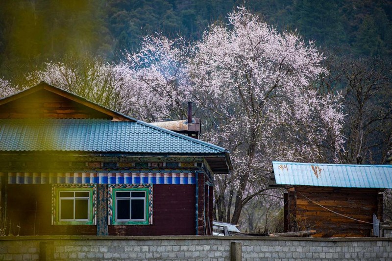 桃花掩映下的村莊。張靜攝