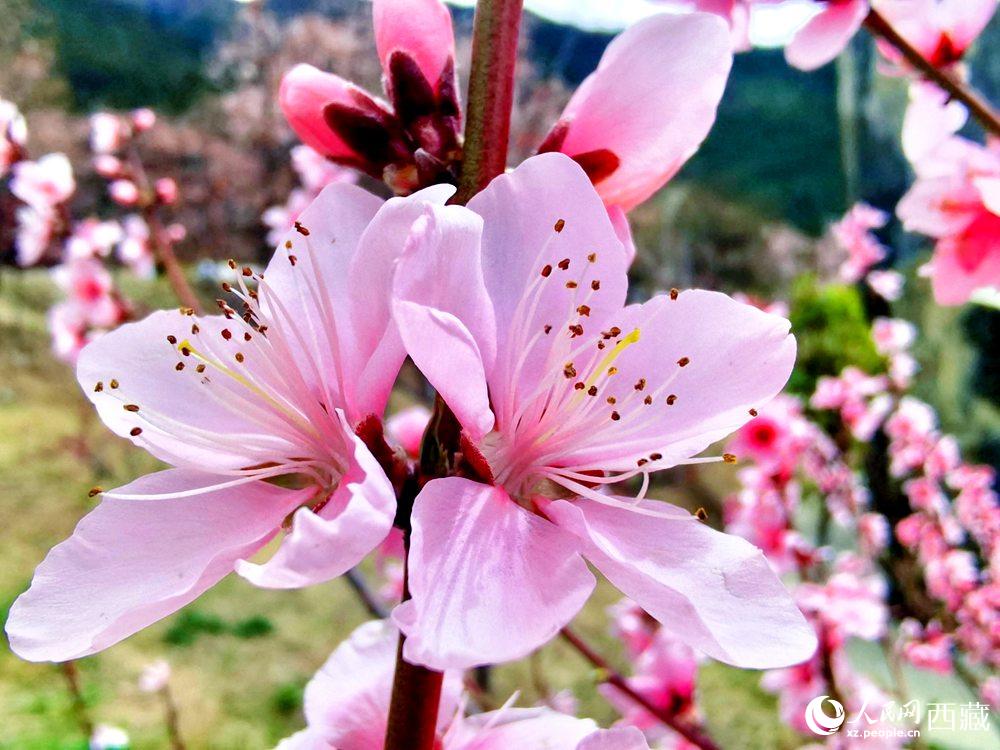 林芝桃花開。人民網(wǎng) 李海霞攝