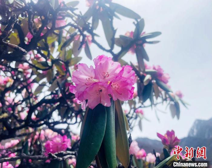 近日，西藏自治區(qū)山南市加查縣索囊溝的杜鵑花競相綻放?！∪轿木?攝