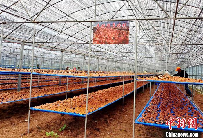 圖為紅太陽科技示范家庭農(nóng)場(chǎng)采收的靈芝?！∑酱胪喙﹫D