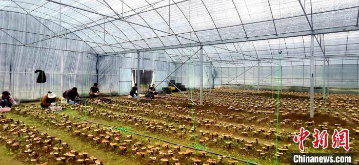 圖為紅太陽科技示范家庭農(nóng)場(chǎng)組織民眾采收靈芝?！∑酱胪喙﹫D