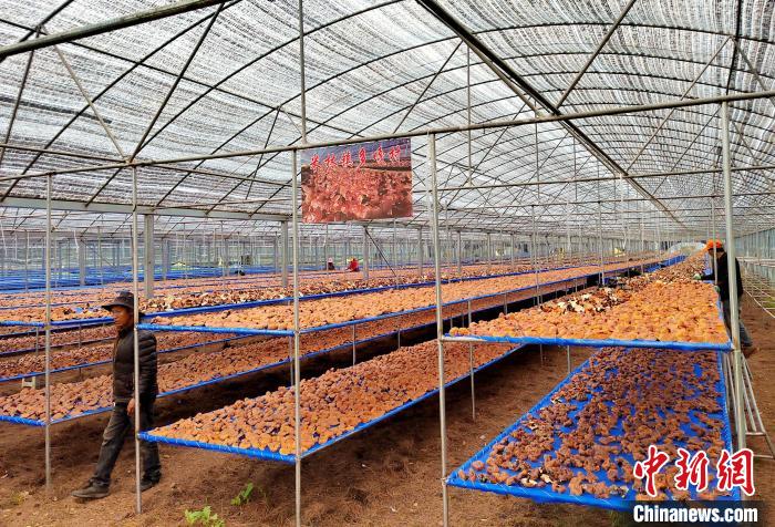 圖為紅太陽科技示范家庭農(nóng)場(chǎng)采收的靈芝?！∑酱胪喙﹫D