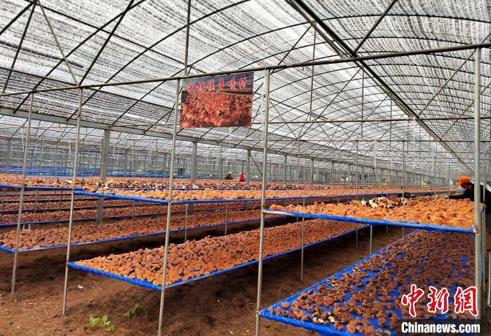 圖為紅太陽科技示范家庭農(nóng)場(chǎng)采收的靈芝。　平措旺青供圖