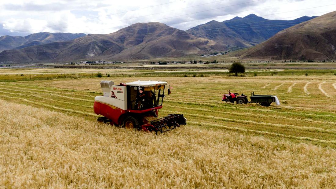 抗疫情、保秋收。洛克攝