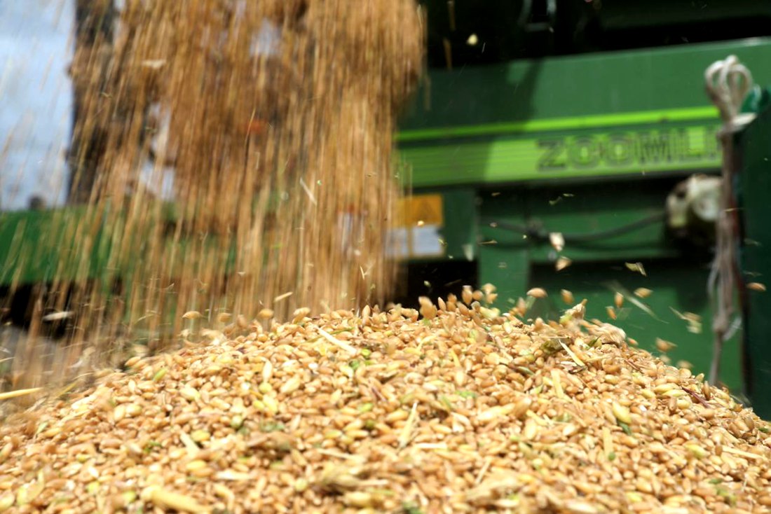 承載著希望的青稞，顆粒歸倉(cāng)。洛克攝