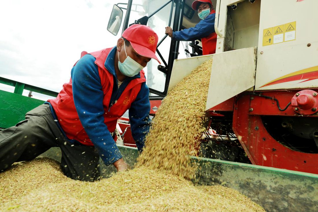 疫情之下，志愿者是田間最美的風(fēng)景。洛克攝