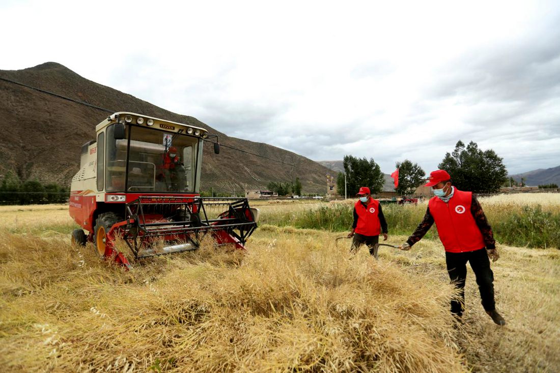 陣陣機(jī)械的轟鳴聲傳來(lái)豐收的喜悅。洛克攝