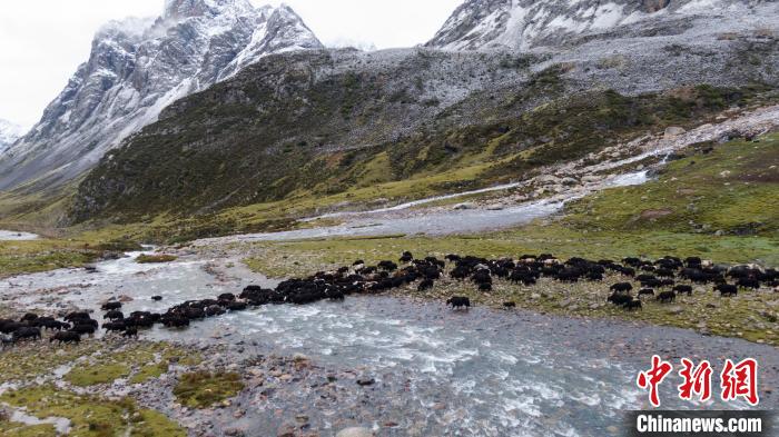 圖為轉(zhuǎn)場中的牦牛?！÷蹇?攝