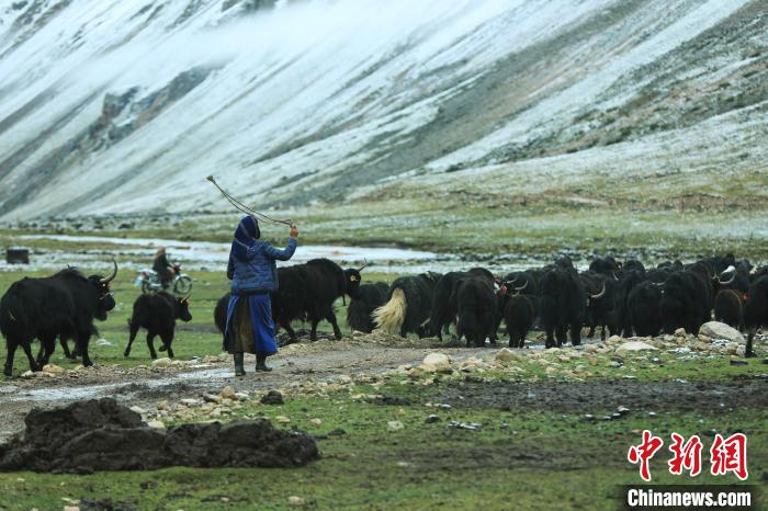 圖為牧民在趕牦牛?！÷蹇?攝