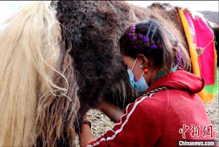 圖為牧民正在擠奶?！∪湛t文聯(lián)供圖